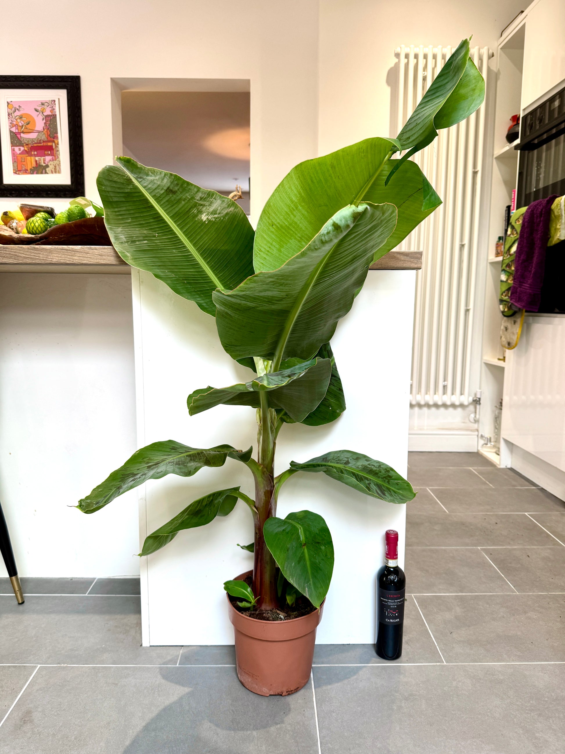 indoor banana plant uk 140cm Musa Dwarf Cavendish (Banana Plant) – Bristol Plant Man
