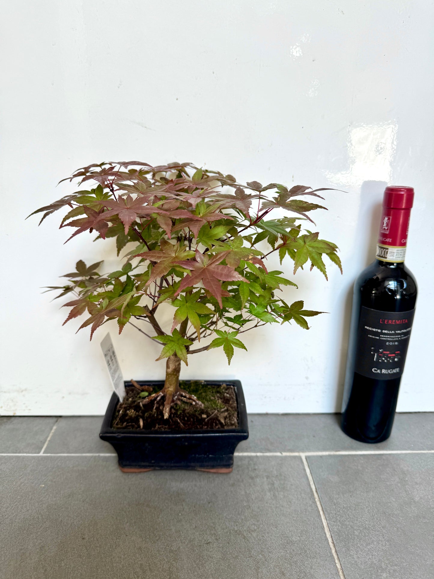 30cm Red Acer Bonsai Tree