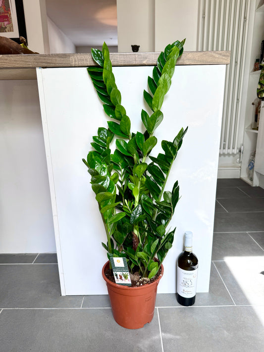 90cm ZZ Plant