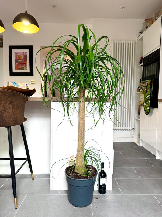 150cm Beaucarnea Recurvata (Ponytail Palm)