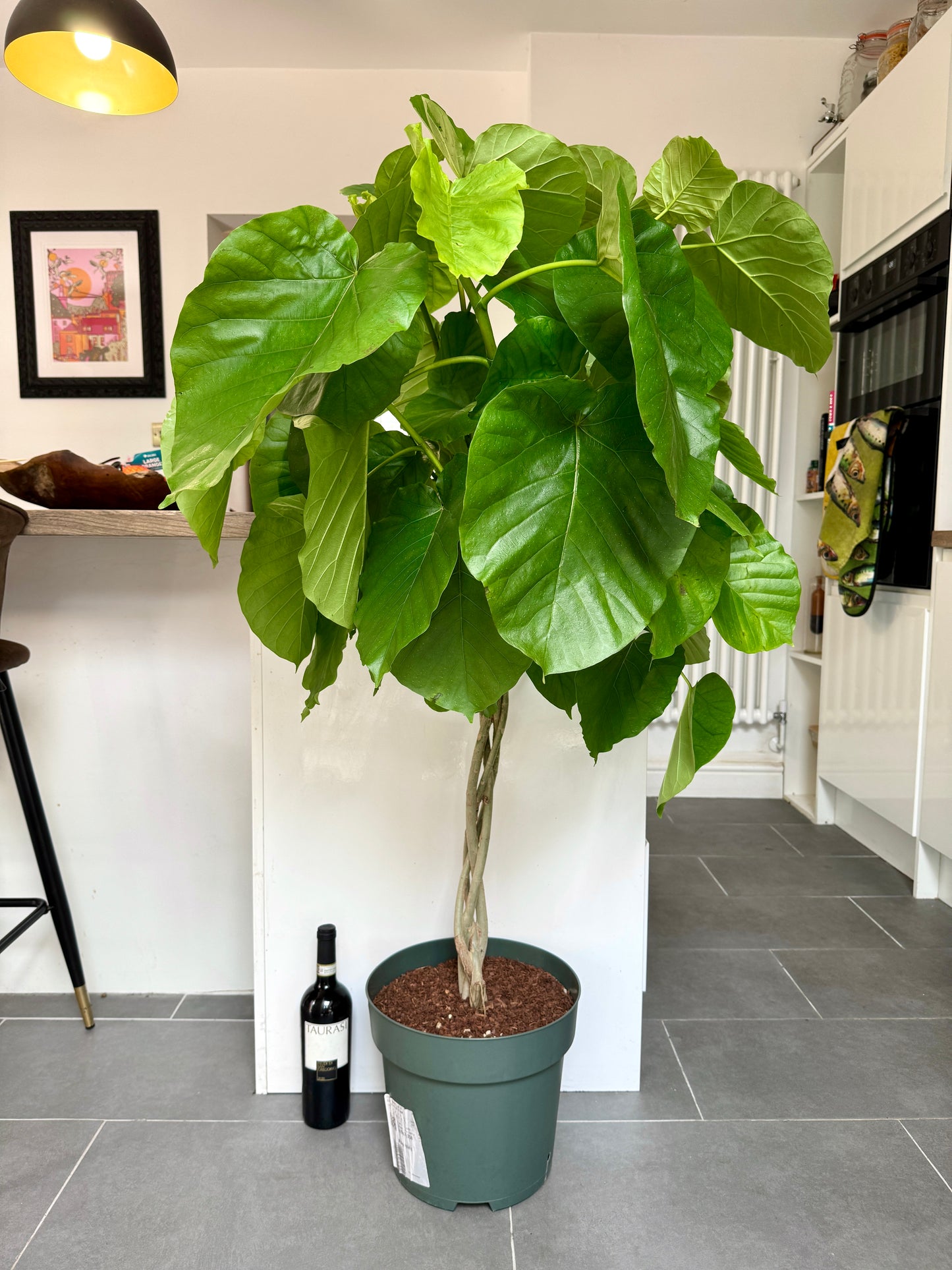 140cm Ficus Umbellata Tree