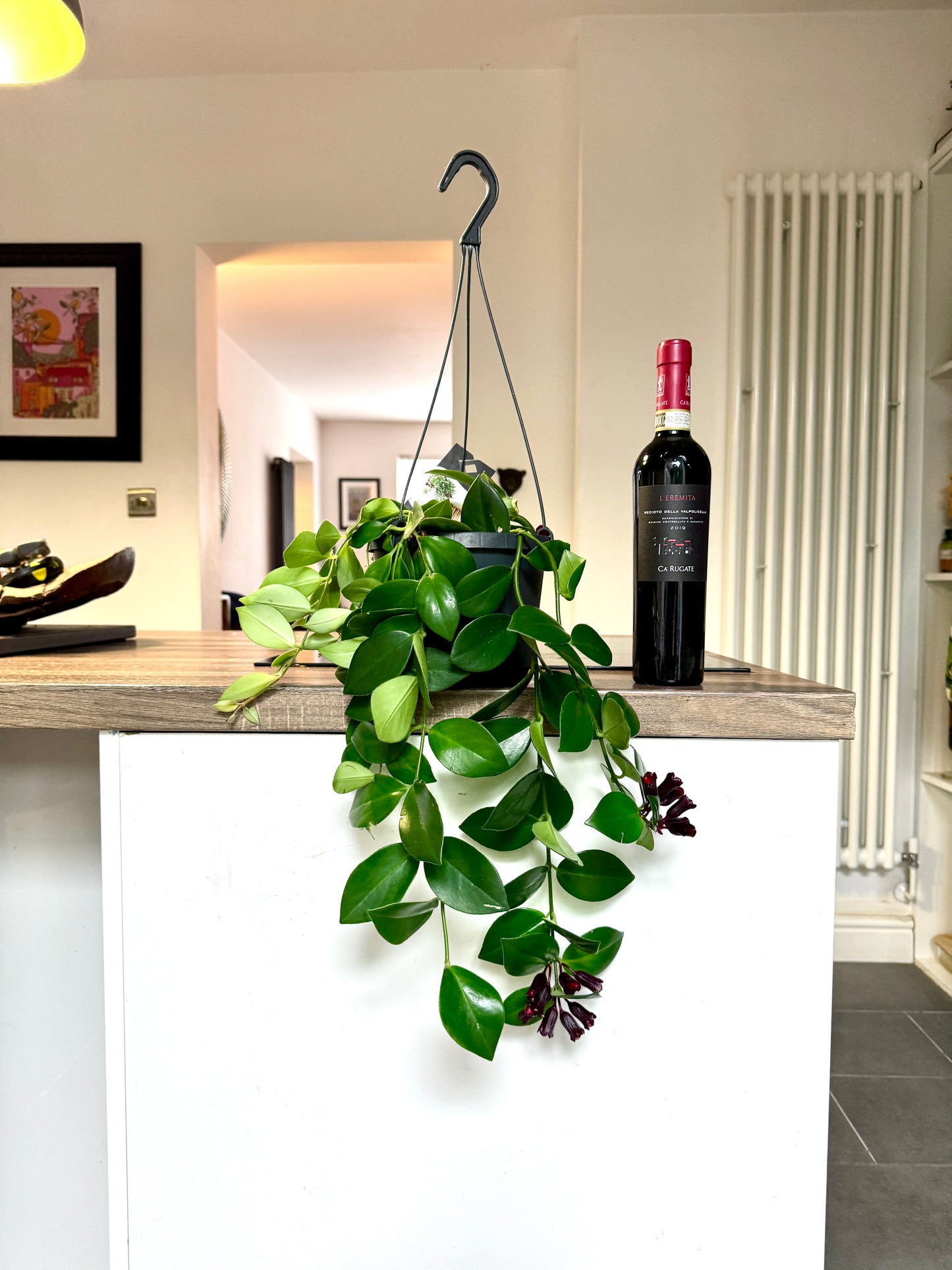 60cm Hanging Aeschynanthus Mona Lisa