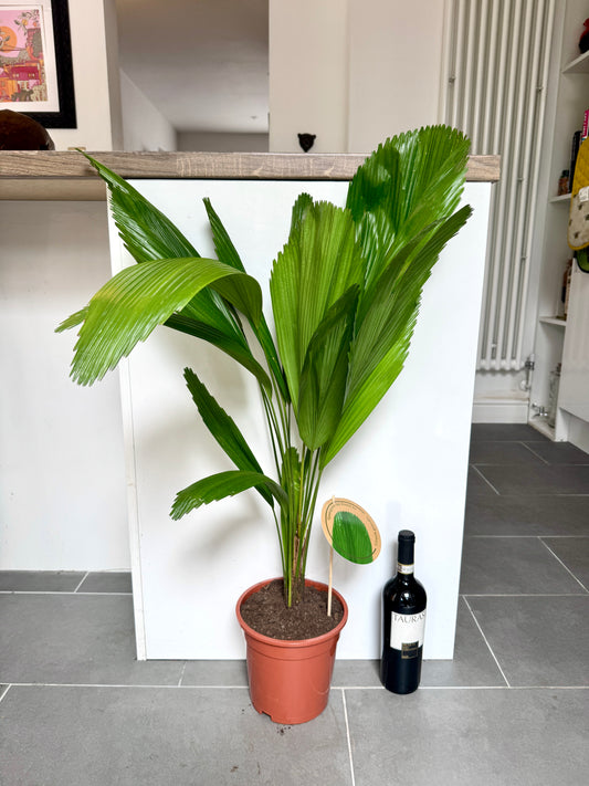 100cm Licuala (Ruffled Fan Palm)