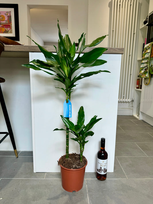 100cm Dracaena Steudneri (Dragon Tree)