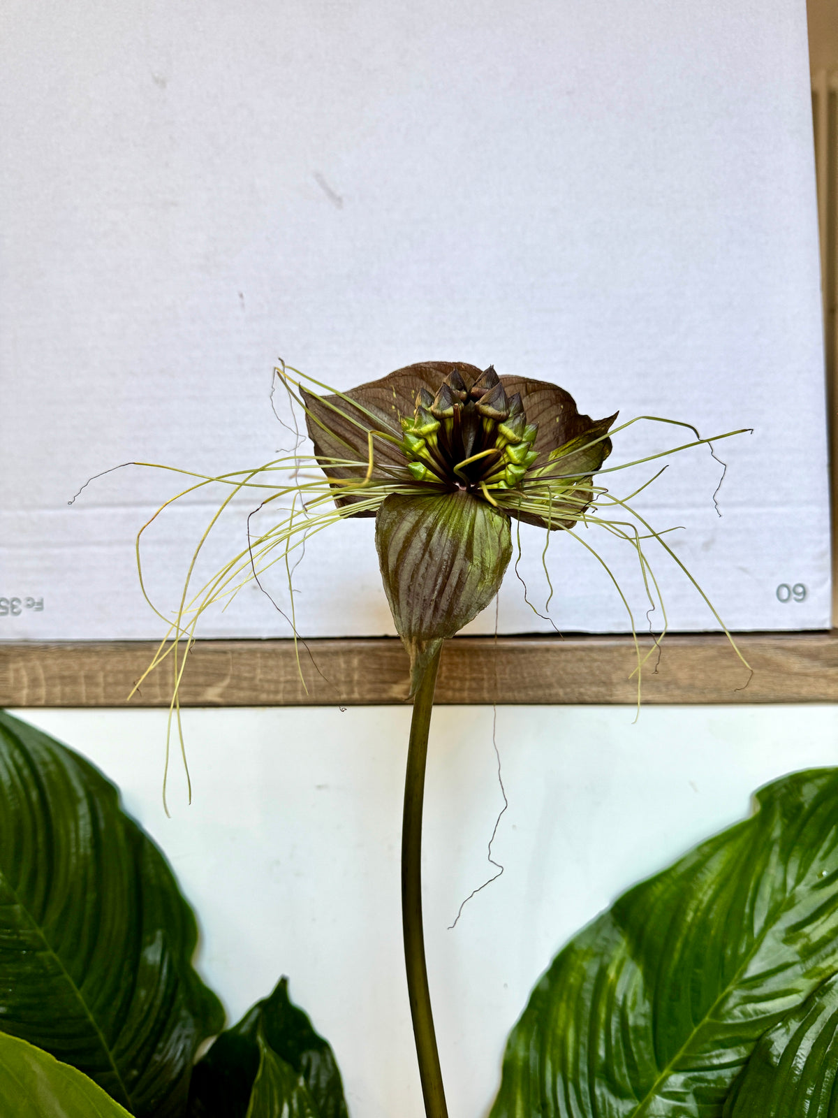 100cm Tacca Chantrieri (Black Bat Flower Plant)