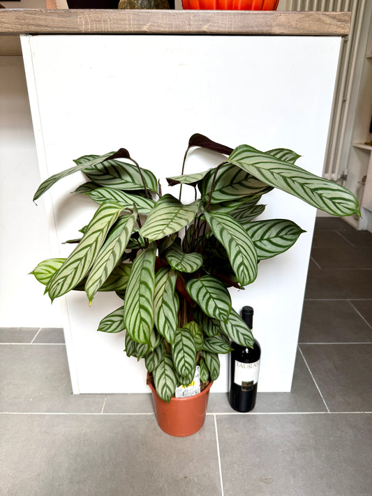 70cm Ctenanthe Compactstar