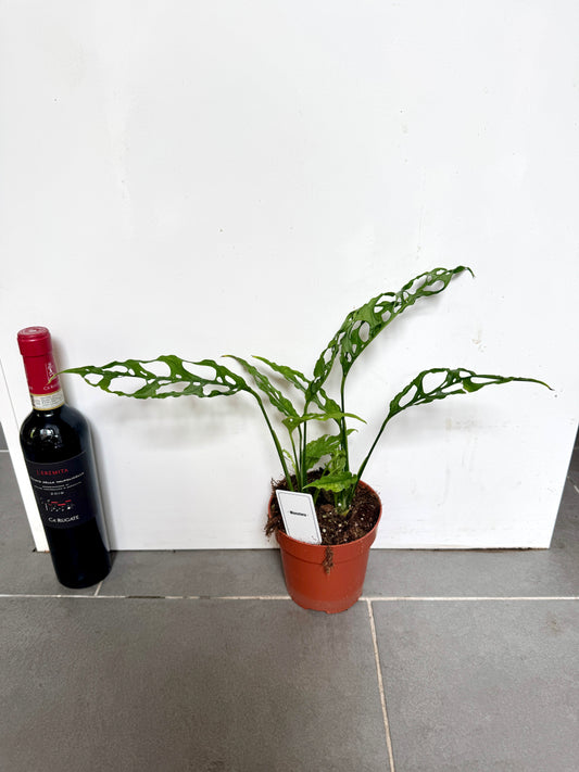 30cm Monstera Obliqua Peru