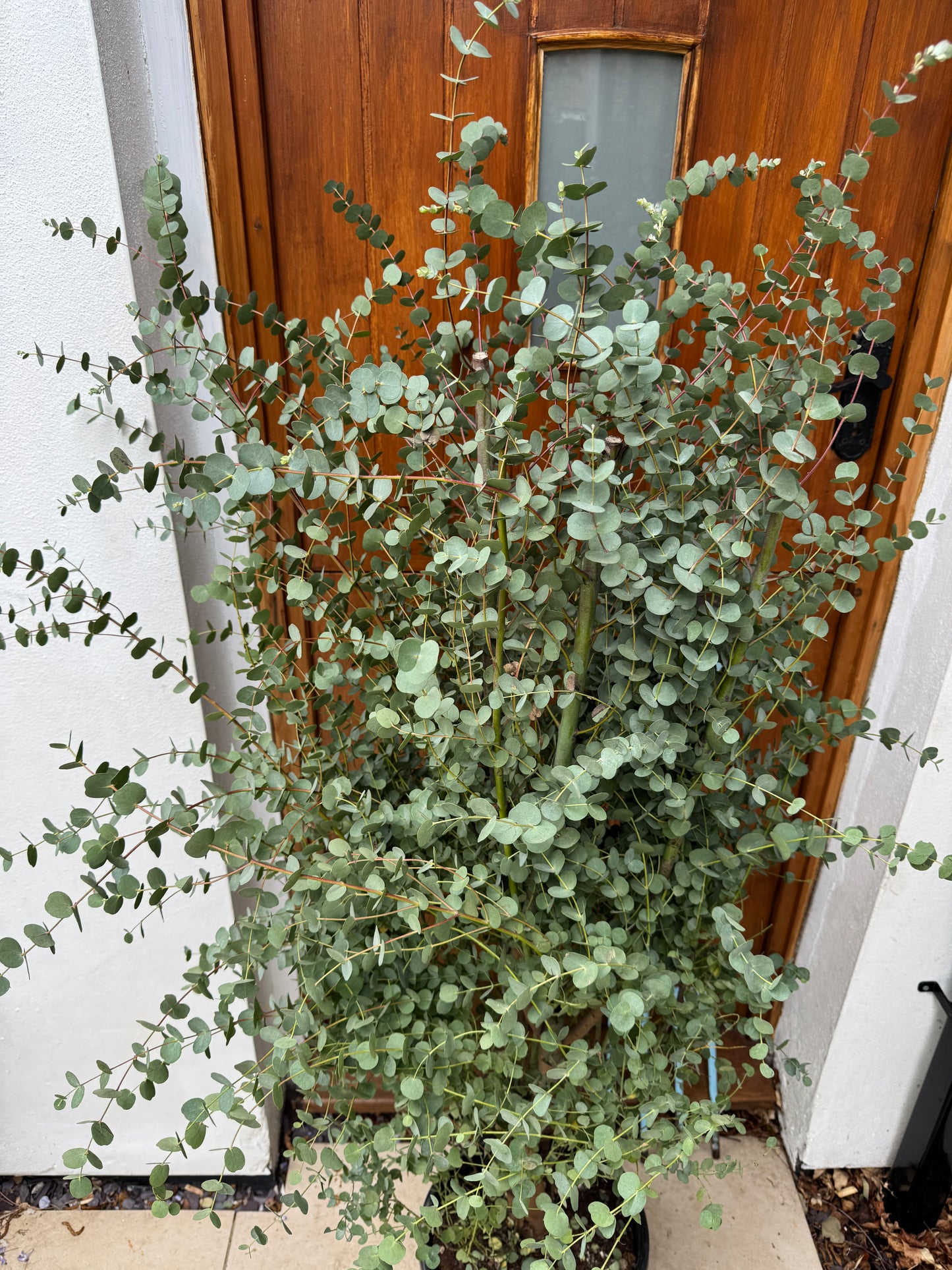 160cm Outdoor Eucalyptus Gunnii 'azura' Tree