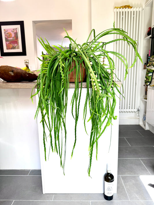 110cm Flowering Lepismium Bolivianum