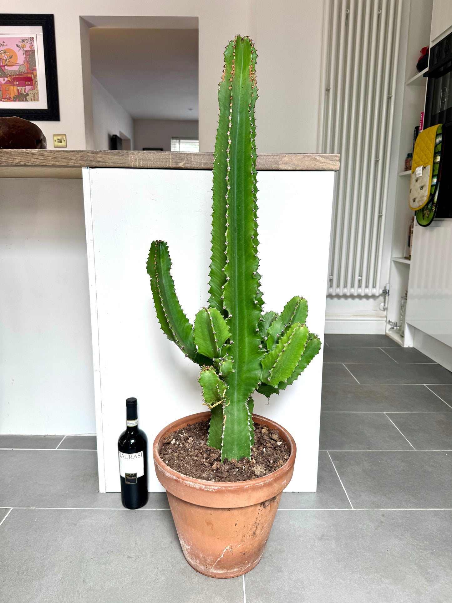 120cm Euphorbia Ingens Cactus in Terracotta Pot
