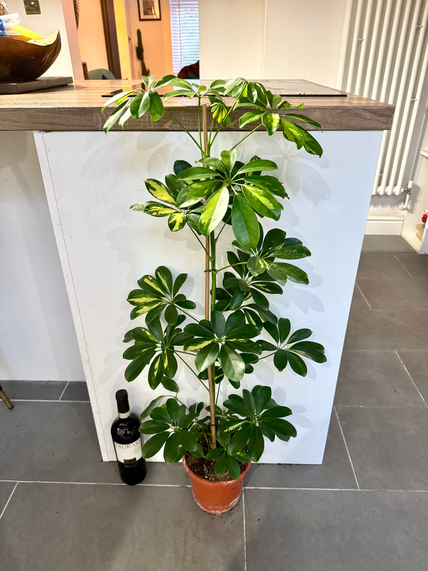 100cm Schefflera Gold Capella (Umbrella Plant)