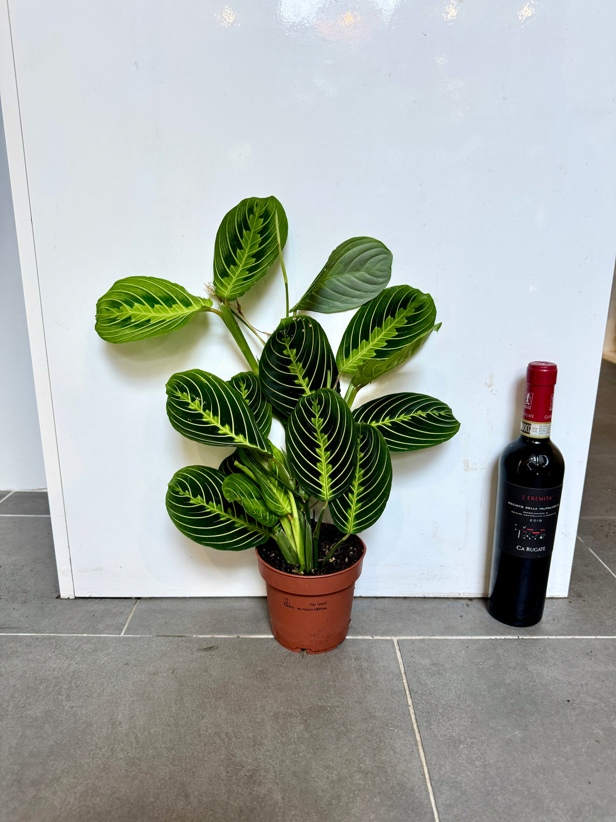 30cm Maranta Lemon Lime Prayer House Plant