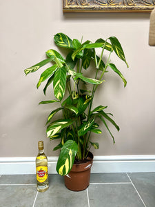 90cm Ctenanthe Lubbersiana