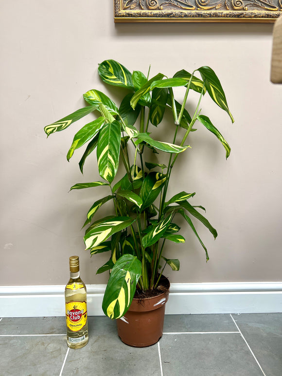 90cm Ctenanthe Lubbersiana
