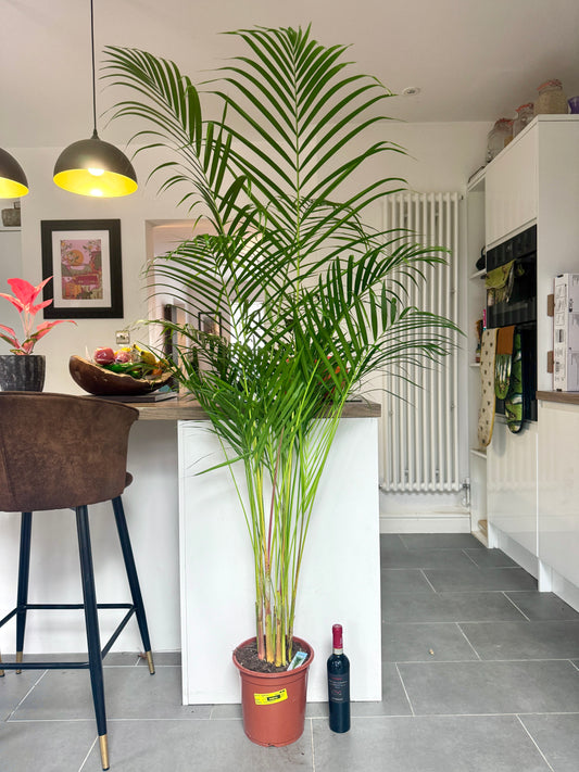 175cm Dypsis Lutescens (Areca palm)