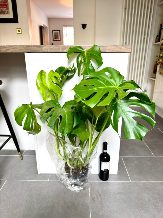 90cm Monstera Deliciosa (Swiss Cheese Plant)