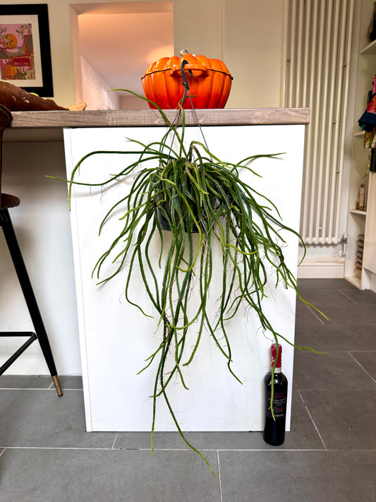 70cm Selenicereus Wercklei (Moonlight Cactus)