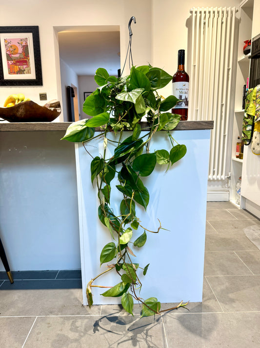 110cm XL Philodendron Scandens