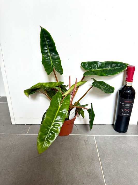 25cm Philodendron Billietiae