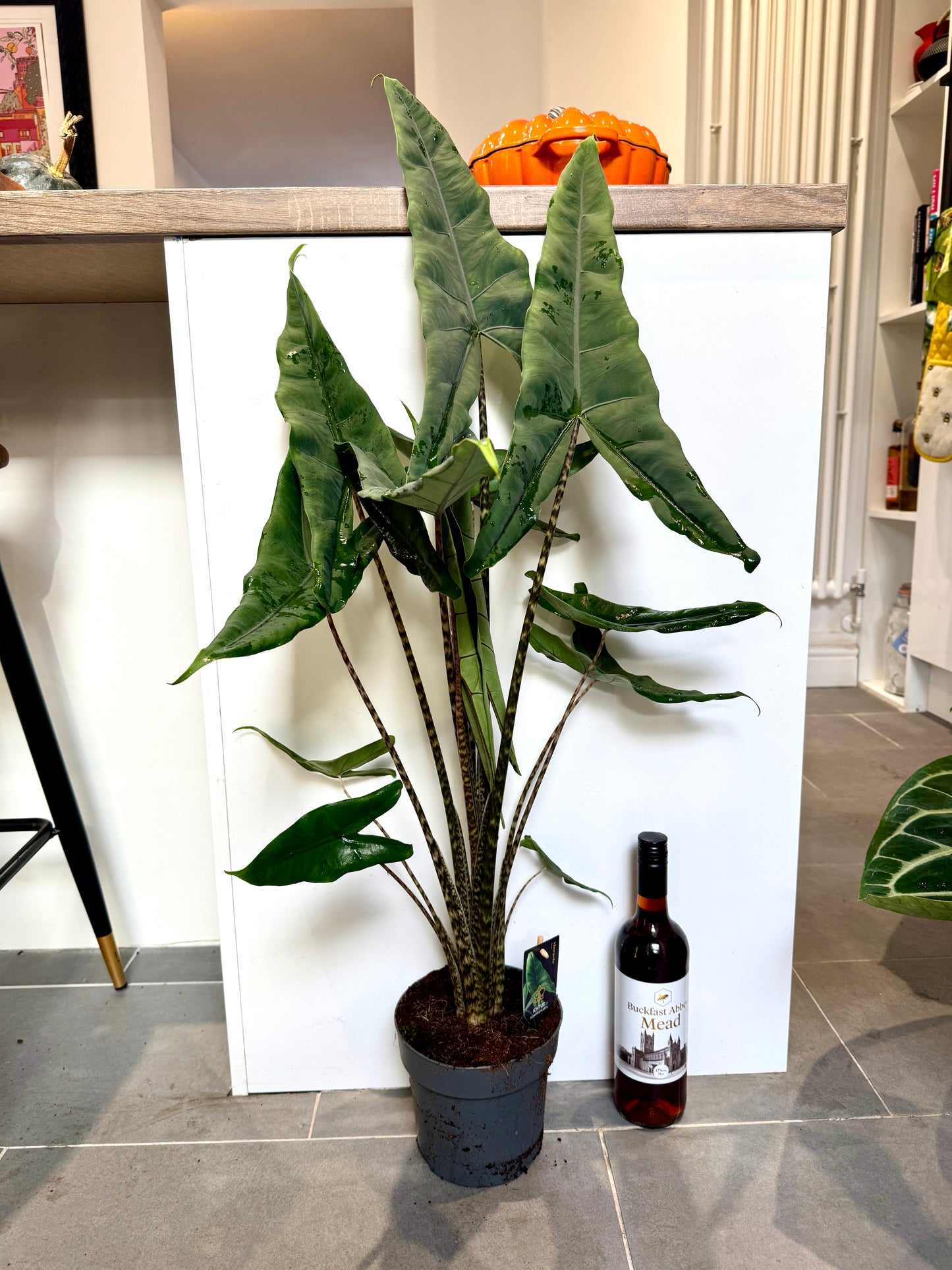 100cm Alocasia Tigrina