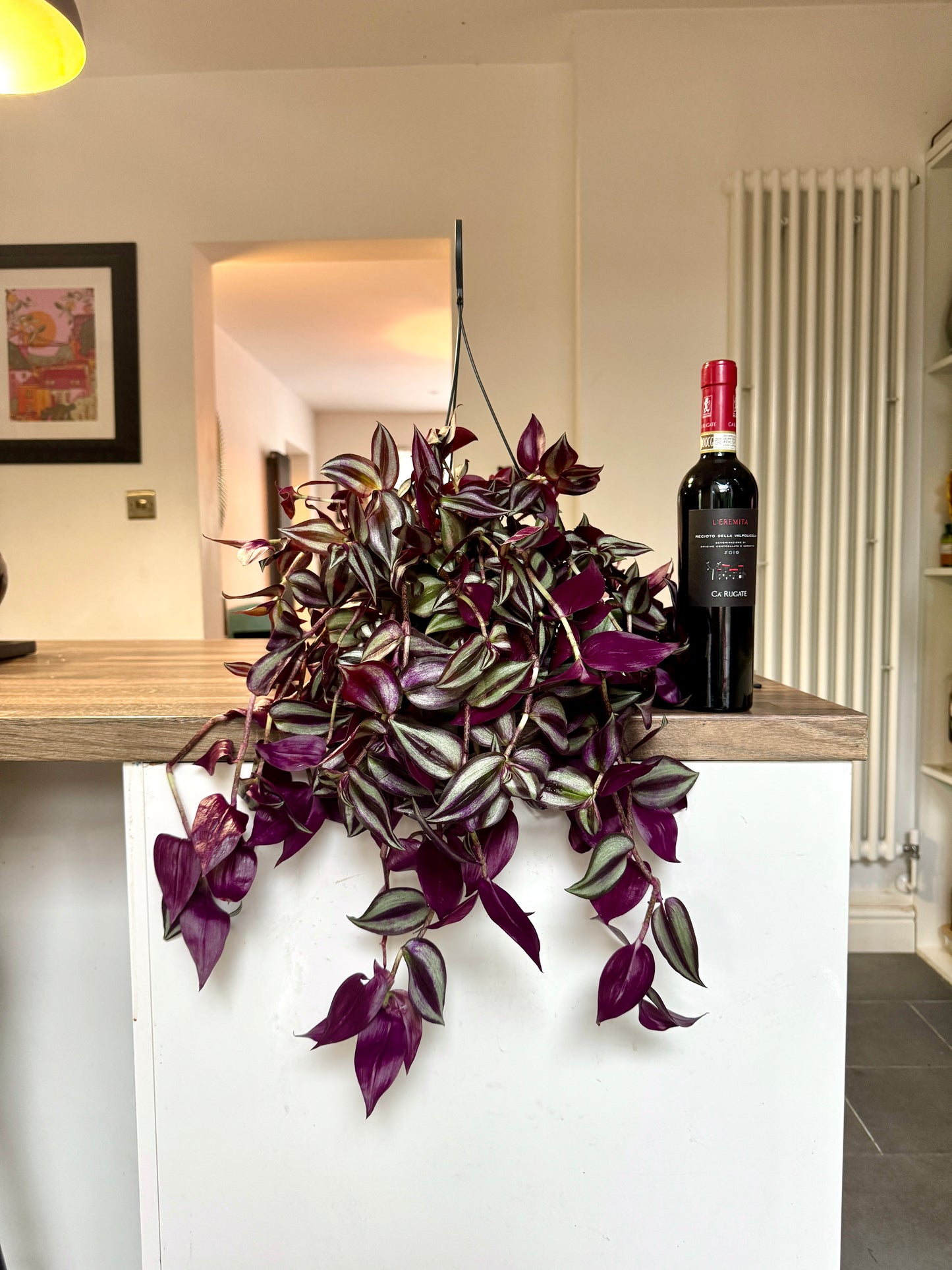 50cm Tradescantia Violet