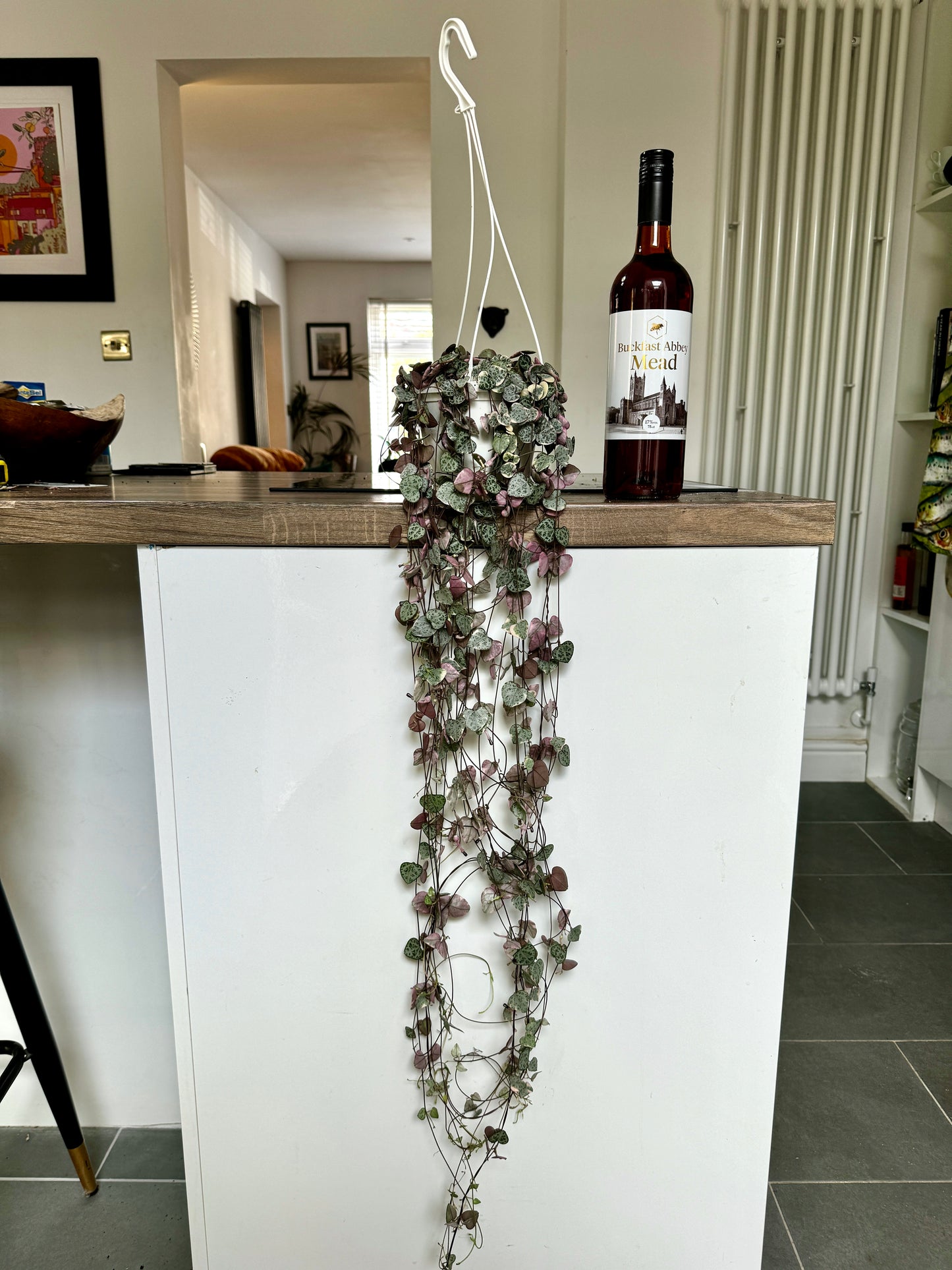 70cm Variegated Hanging String of Hearts (Ceropegia woodii)