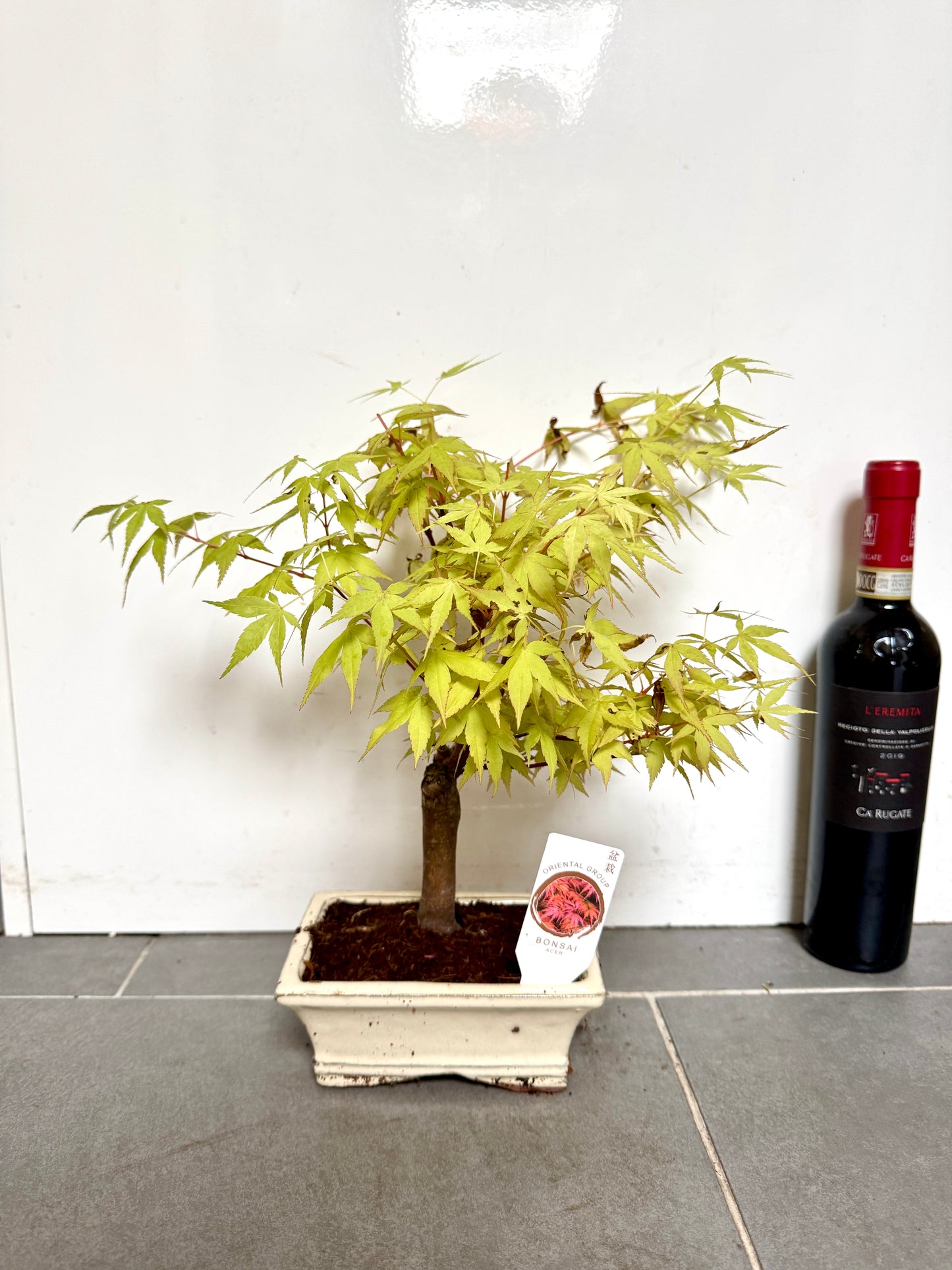 30cm Green Acer Bonsai Tree
