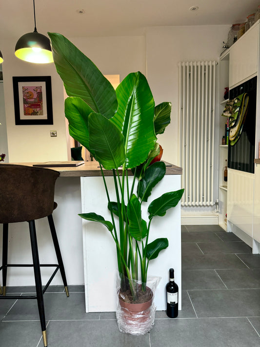 150cm Strelitzia Nicolai (Bird of Paradise)