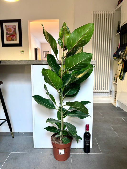 130cm Ficus Benghalensis Joy