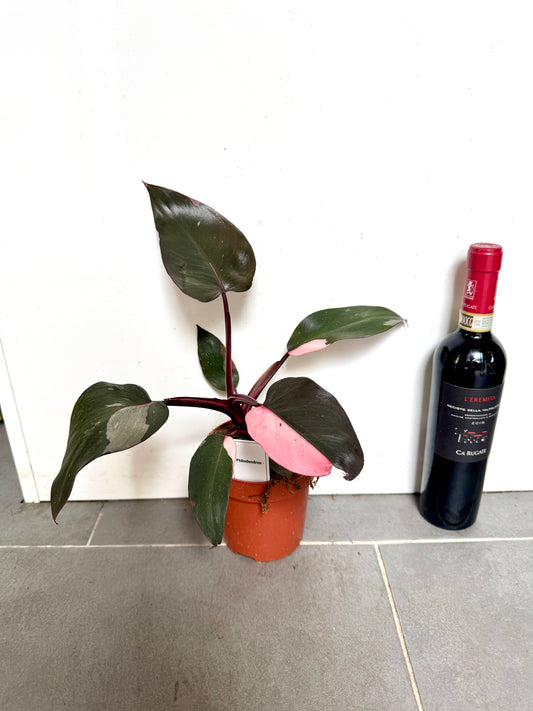 25cm Philodendron Pink Princess