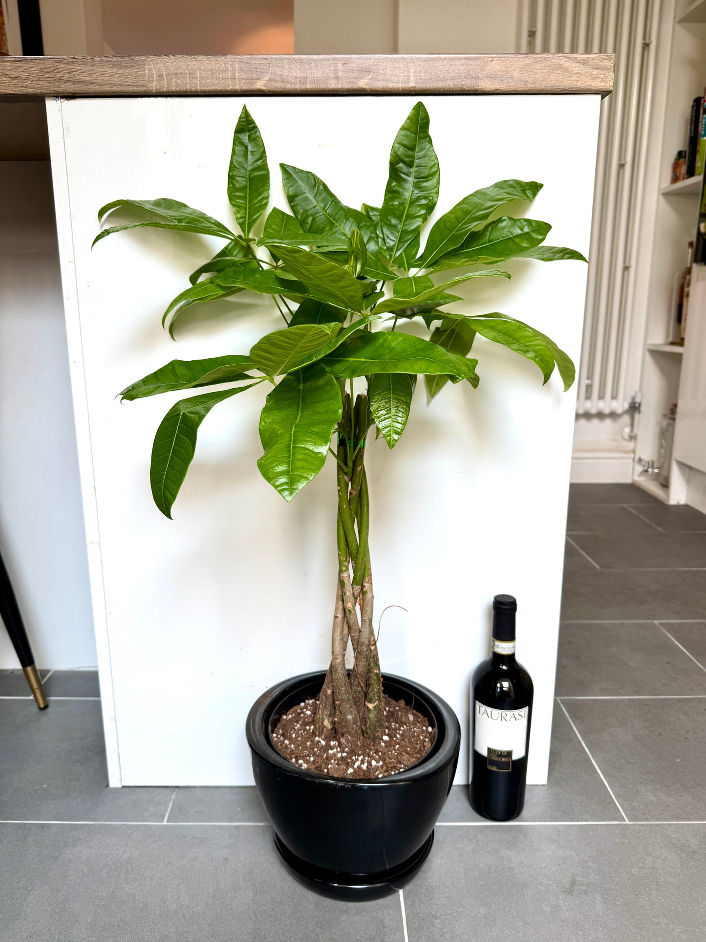 80cm Pachira Aquatica (Money Tree) in black ceramic pot