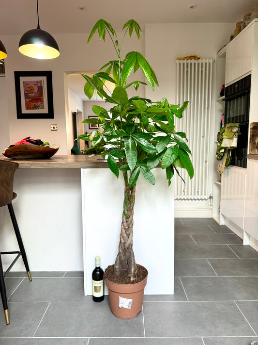 140cm Pachira Aquatica (Money Tree)