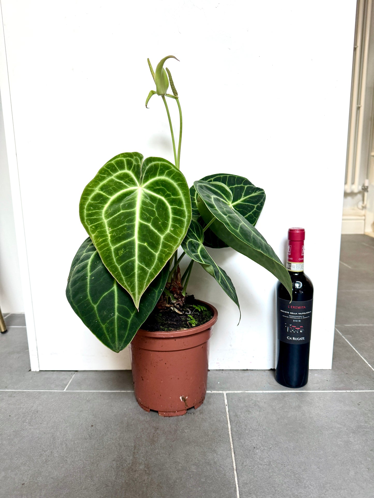 30cm Anthurium Clarinvervium