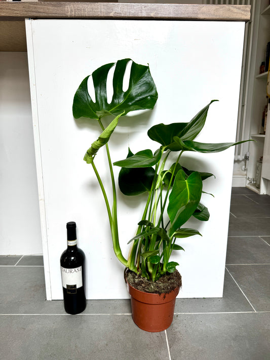 70cm Monstera Deliciosa (Swiss Cheese)