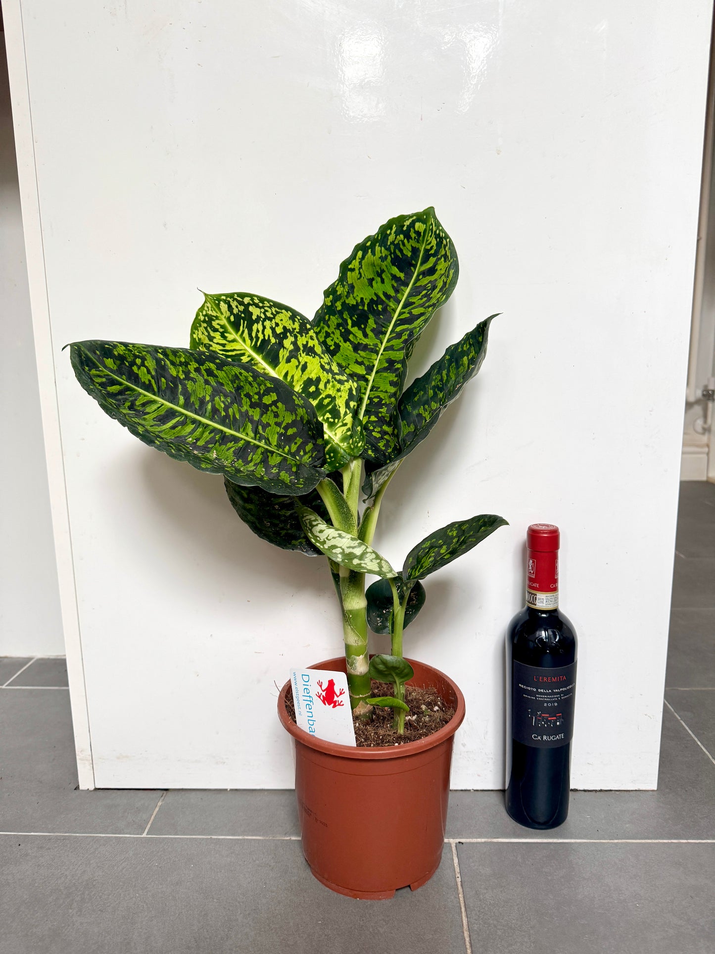 60cm Dieffenbachia Reflector