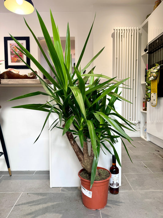 120cm Branched Trunk Yucca