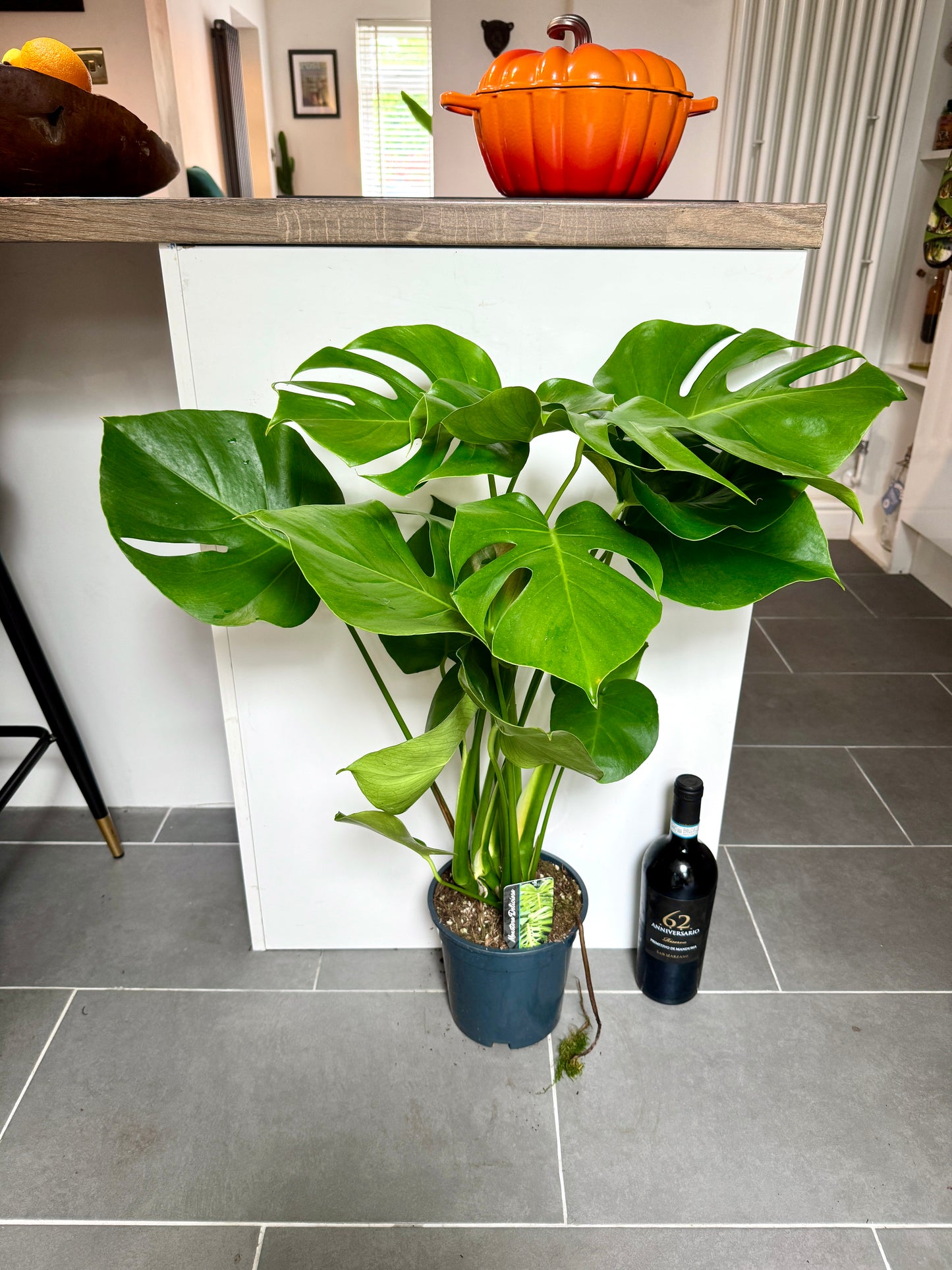 80cm Monstera Deliciosa (Swiss Cheese Plant)