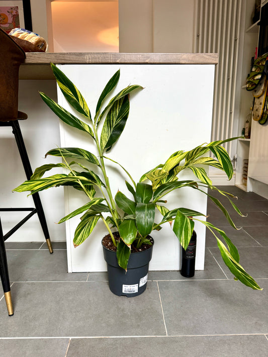 85cm Shell Ginger (Alpinia Variegata)