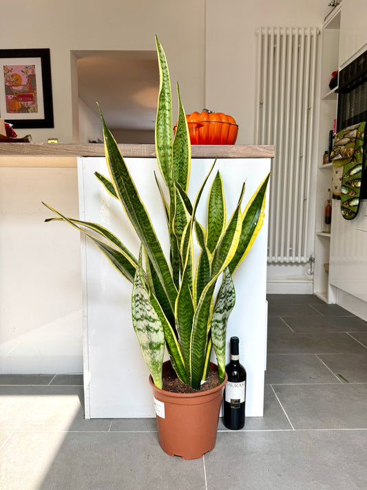 120cm Snake Plant / Mother in Law’s Tonge