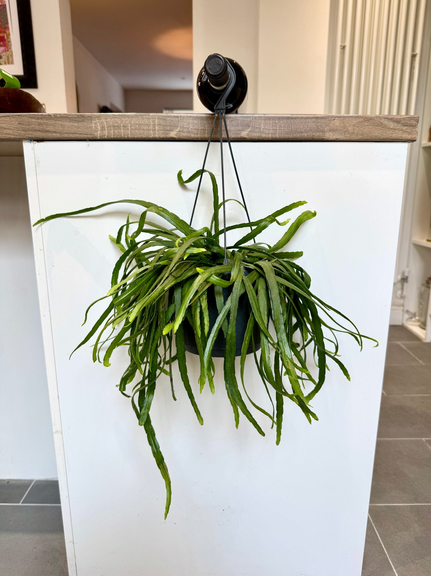 30cm Lepismium Bolivianum