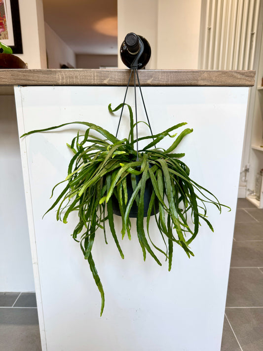 30cm Lepismium Bolivianum