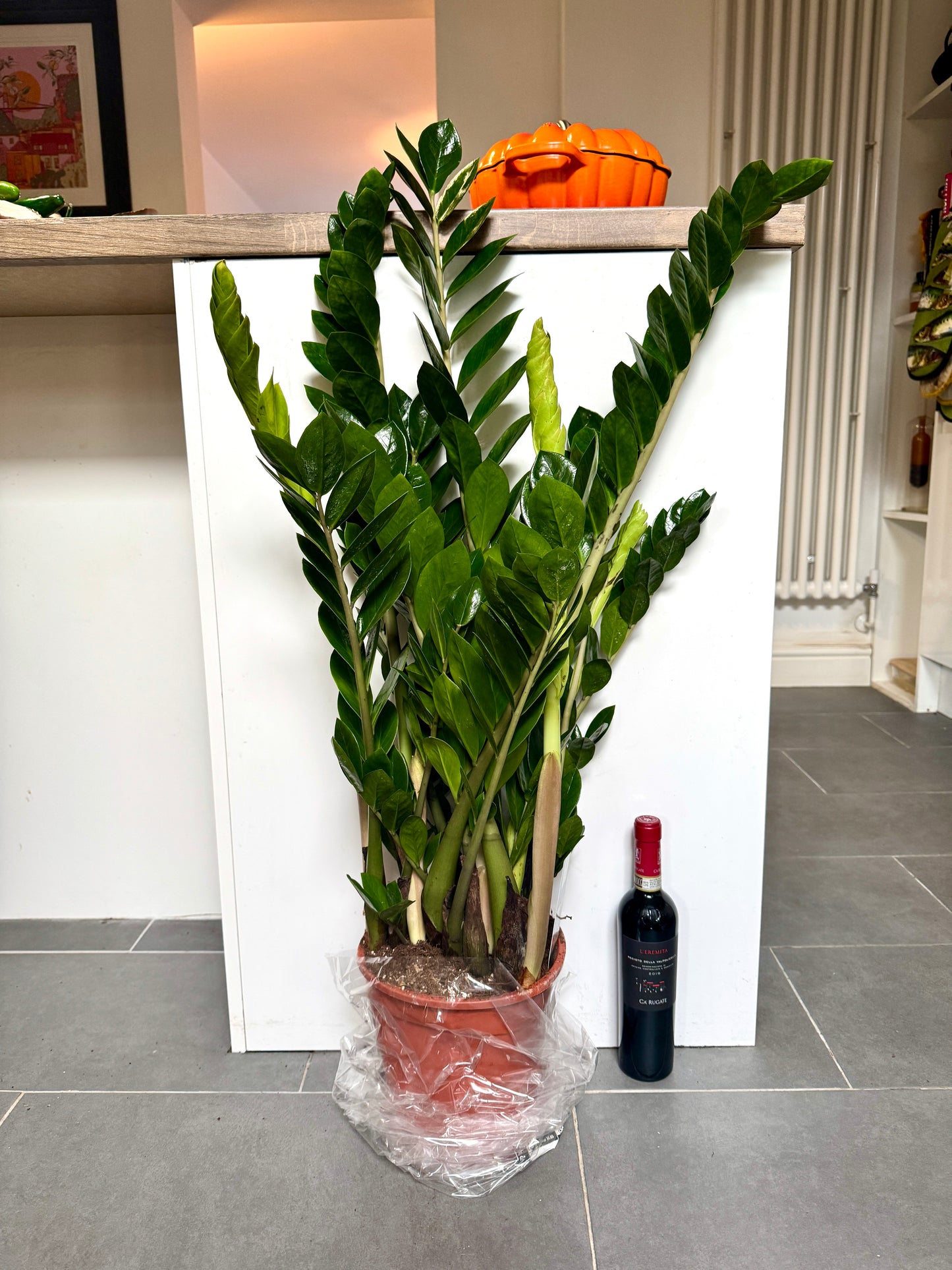 100cm ZZ Plant