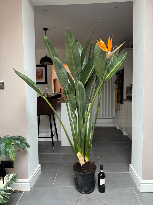 150cm Strelitzia Reginae (Orange Flowering Bird of Paradise)