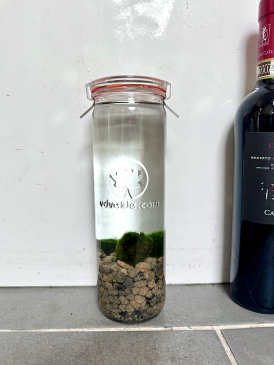 25cm Marimo Moss Balls in Water Glass Terrarium