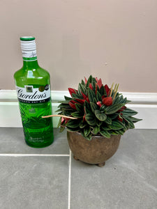 Peperomia Rosso with ceramic pot