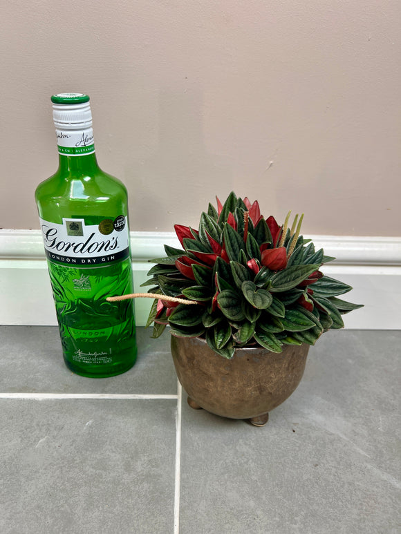 Peperomia Rosso with ceramic pot