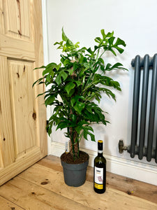 90cm Philodendron minima