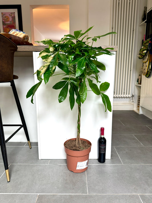 110cm Money Tree (Pachira Aquatica)