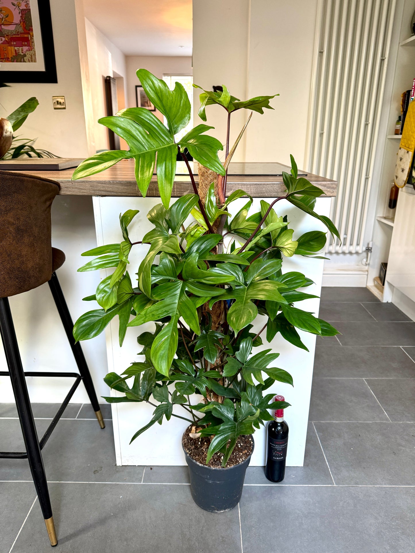130cm Philodendron Pedatum