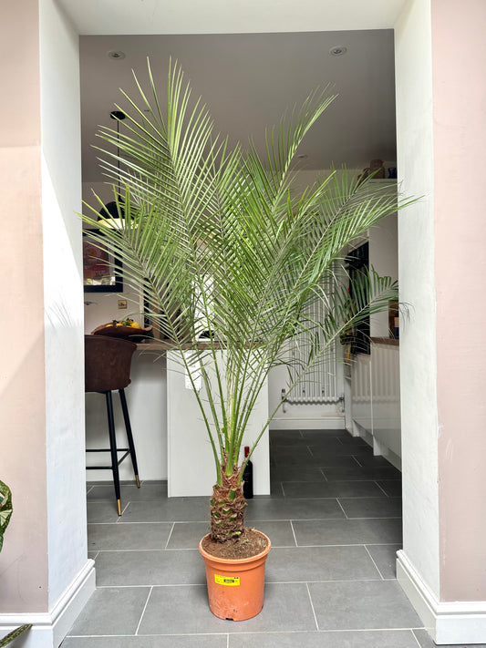 170cm Phoenix Roebelenill (Pygmy Date Palm)